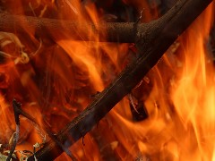 Burning wood